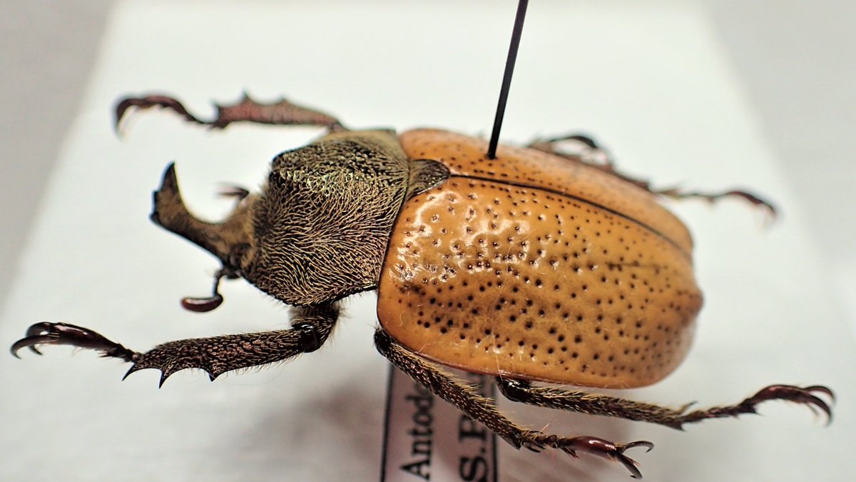 ブラジルのヒナカブト。唯一無二の黄色い翅を持つカブトムシ。Antodon