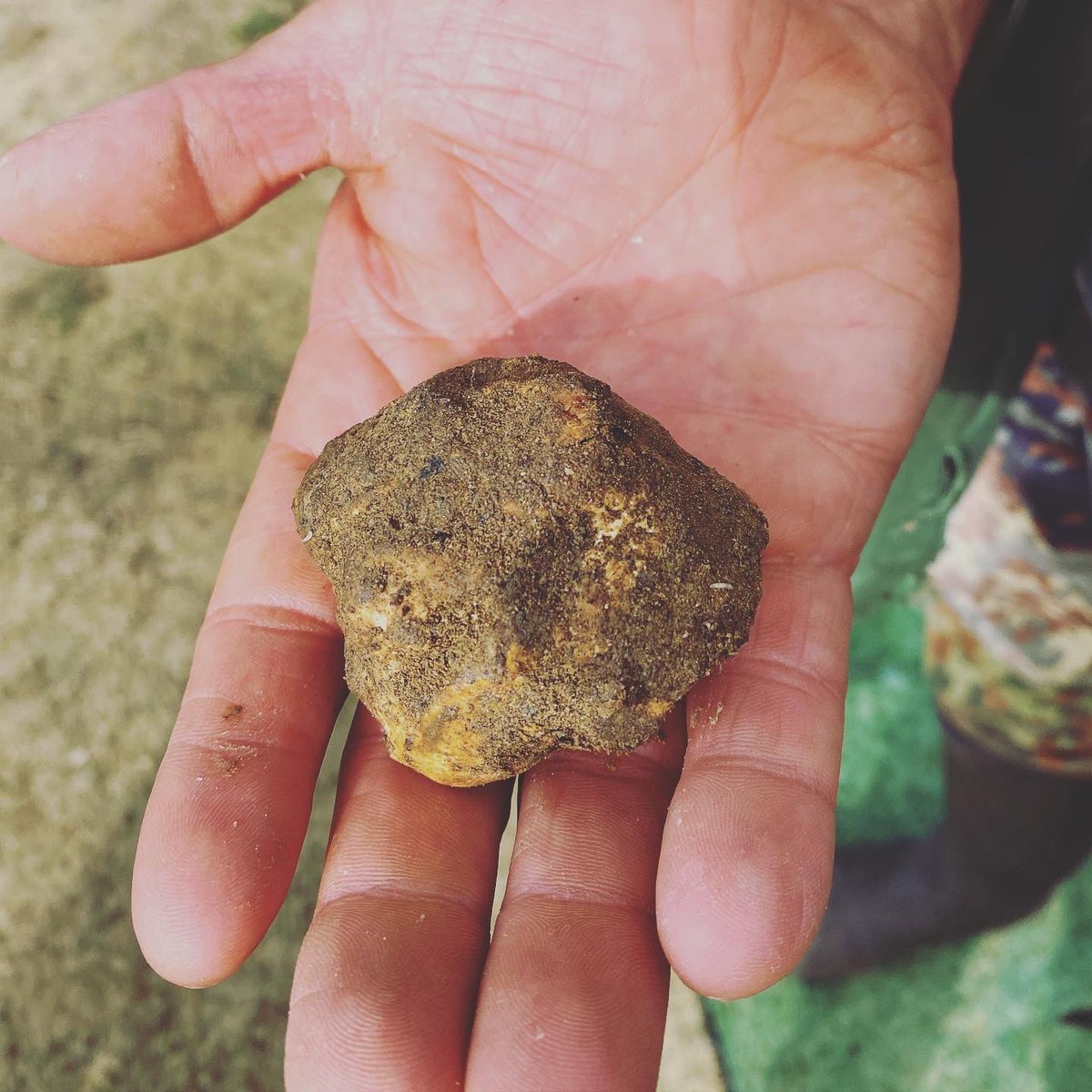 It’s truffles time in #tuscany #truffles #AutumnFalls #Italy #travel