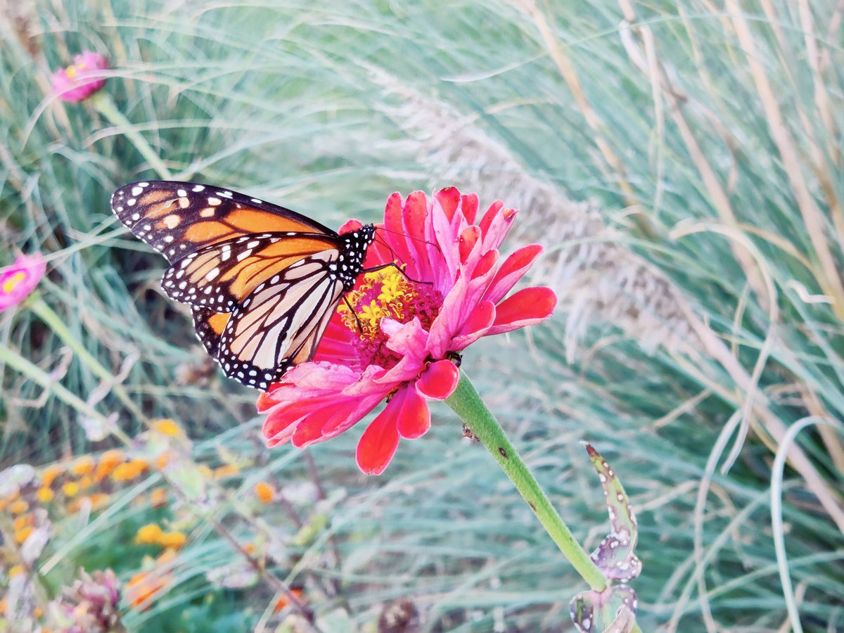 I don't know if it's the cooler weather, but there was some awesome wildlife out on and around our farm this week. #Perksofthejob #FarmLife #RedBelliedWoodpecker #SharpShinnedHawk #AmericanKestrel #MonarchButterfly