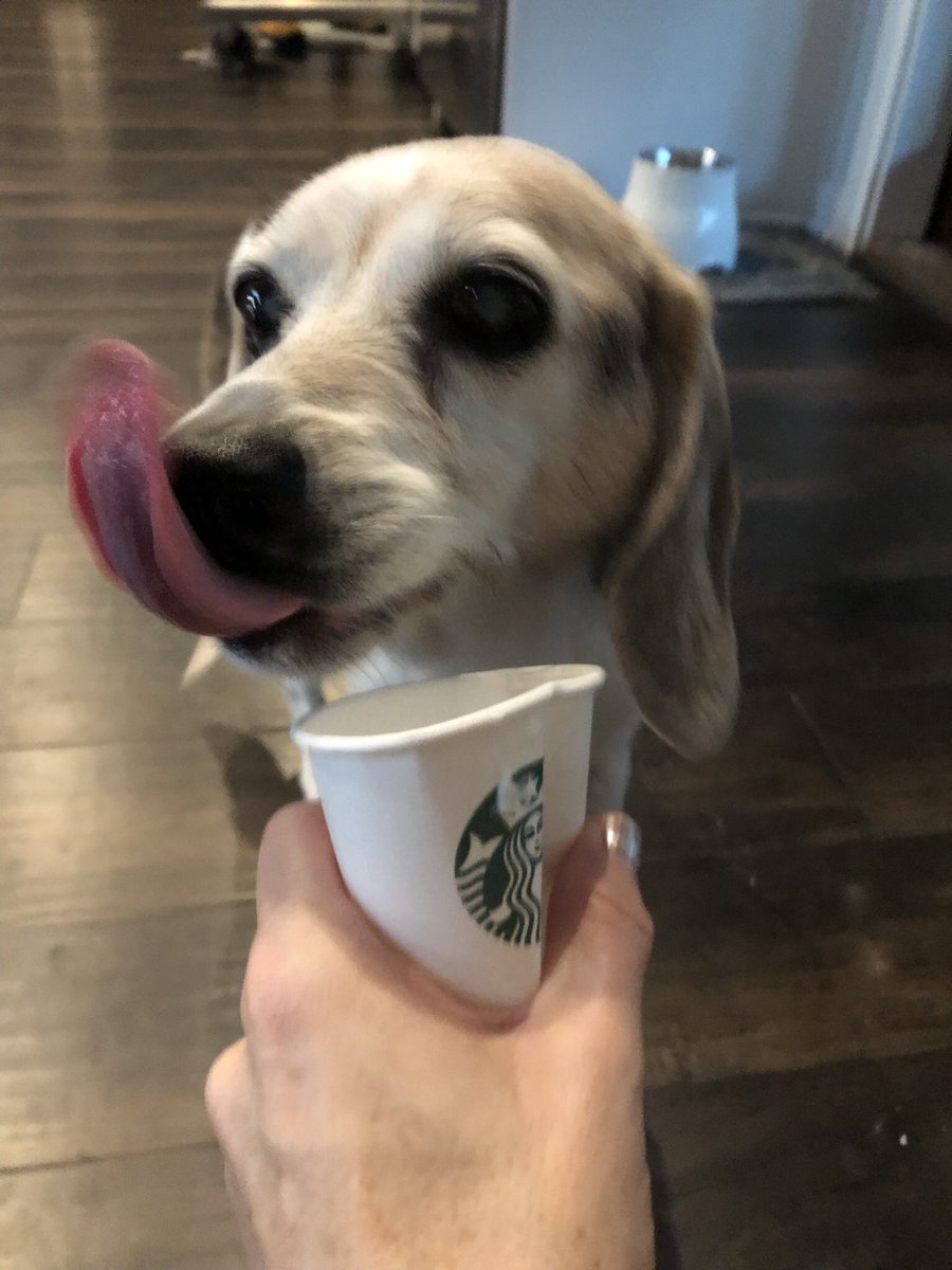 TATCYpodcast's tweet photo. @ArielDumas Spoiled! #seniorpets #RescueDogs https://t.co/TG29vHs1Ev