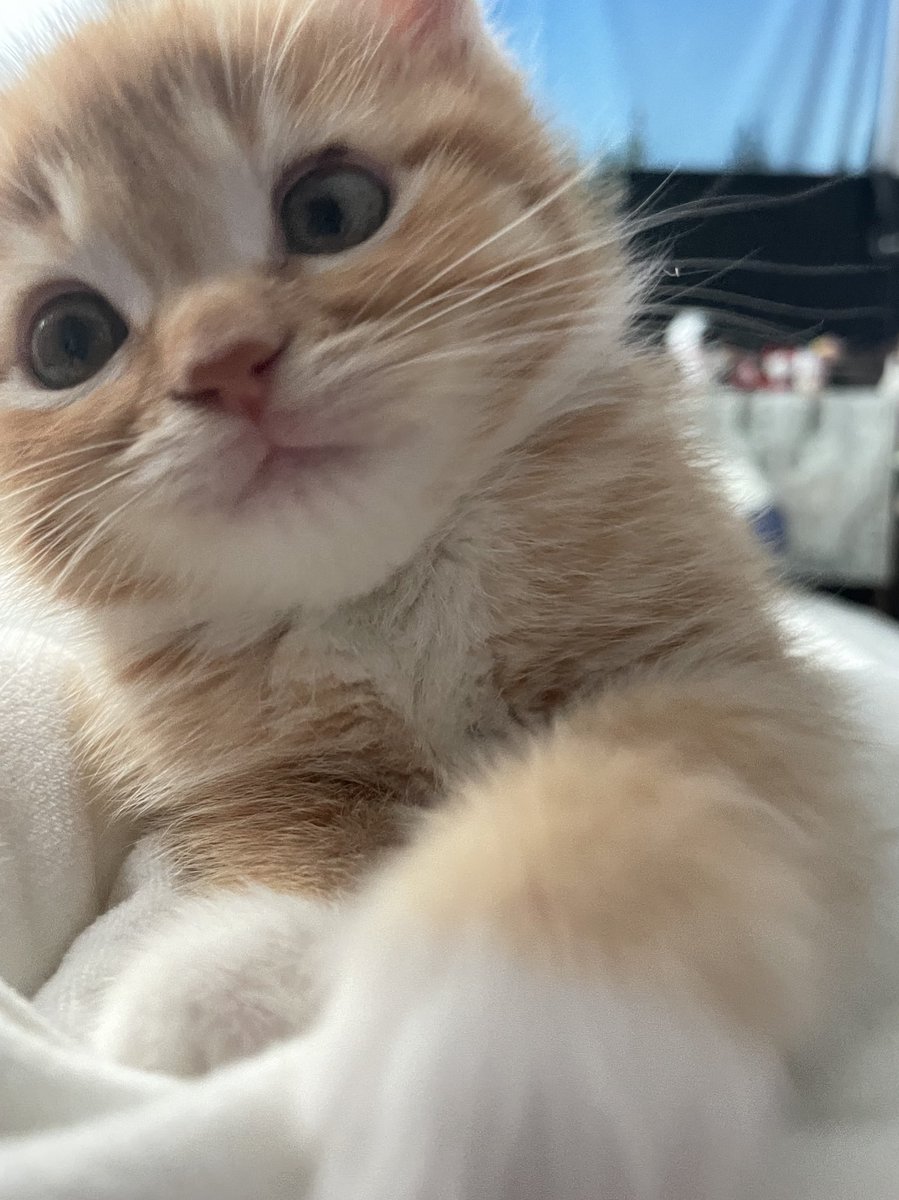 침대에 똑바로 누우면 가슴팍에 냅다 올라와 앉는 아기