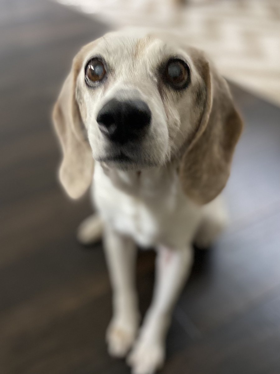 TATCYpodcast's tweet photo. @Karmathebeagle Ophelia says what up! #RescueDogs #beagle #seniorpets https://t.co/r1YX9Qx6tH