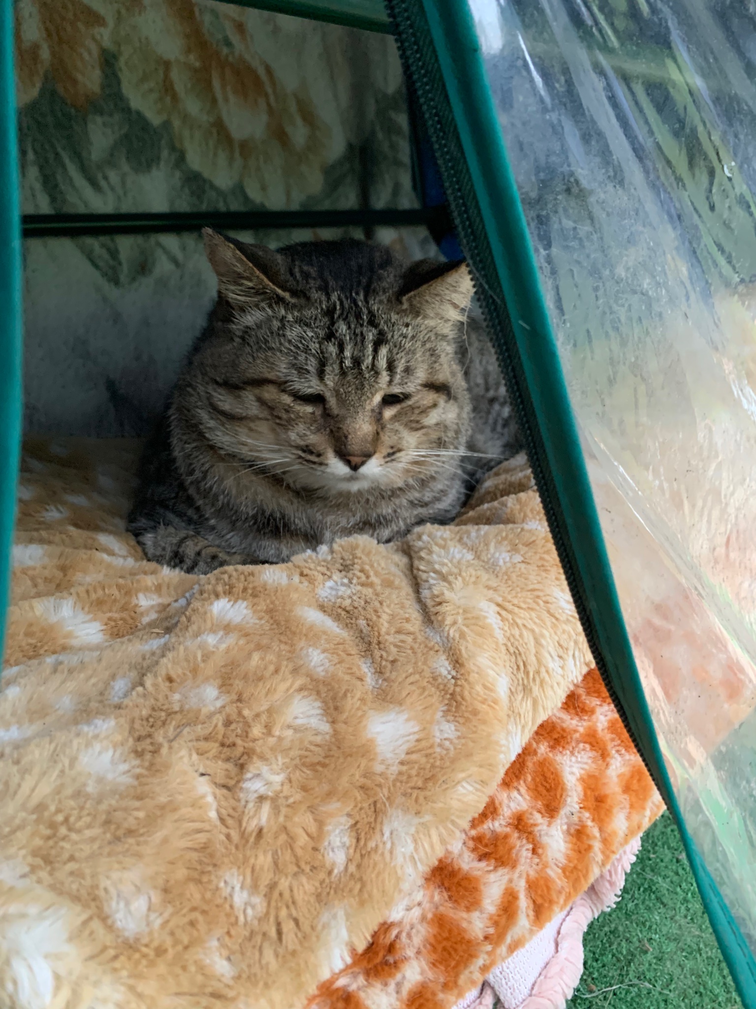 創造的な猫小屋枕元猫のそば何匹かの猫ひっかき板犬小屋這架猫箱屋寝室