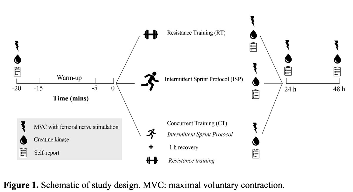 ric_lovell's tweet photo. 🗣️Neuromuscular recovery kinetics following team sports running, resistance, and concurrent training
⚽️🏉🏑🏈

🏃
🏋️‍♀️
🏃‍♀️ ➕ 🏋️‍♀️ 

https://t.co/8tPE3M8qoO

Brilliant work from @RLCross_ 👏💪🎓🎉📉 https://t.co/vKdYjkPLt6