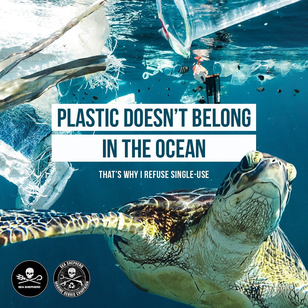 SeaShepherd_Aus's tweet photo. Raise your hand if you’re taking action for the ocean by replacing single-use plastic items with reusable alternatives 🙋 https://t.co/b1IVfZSkDy