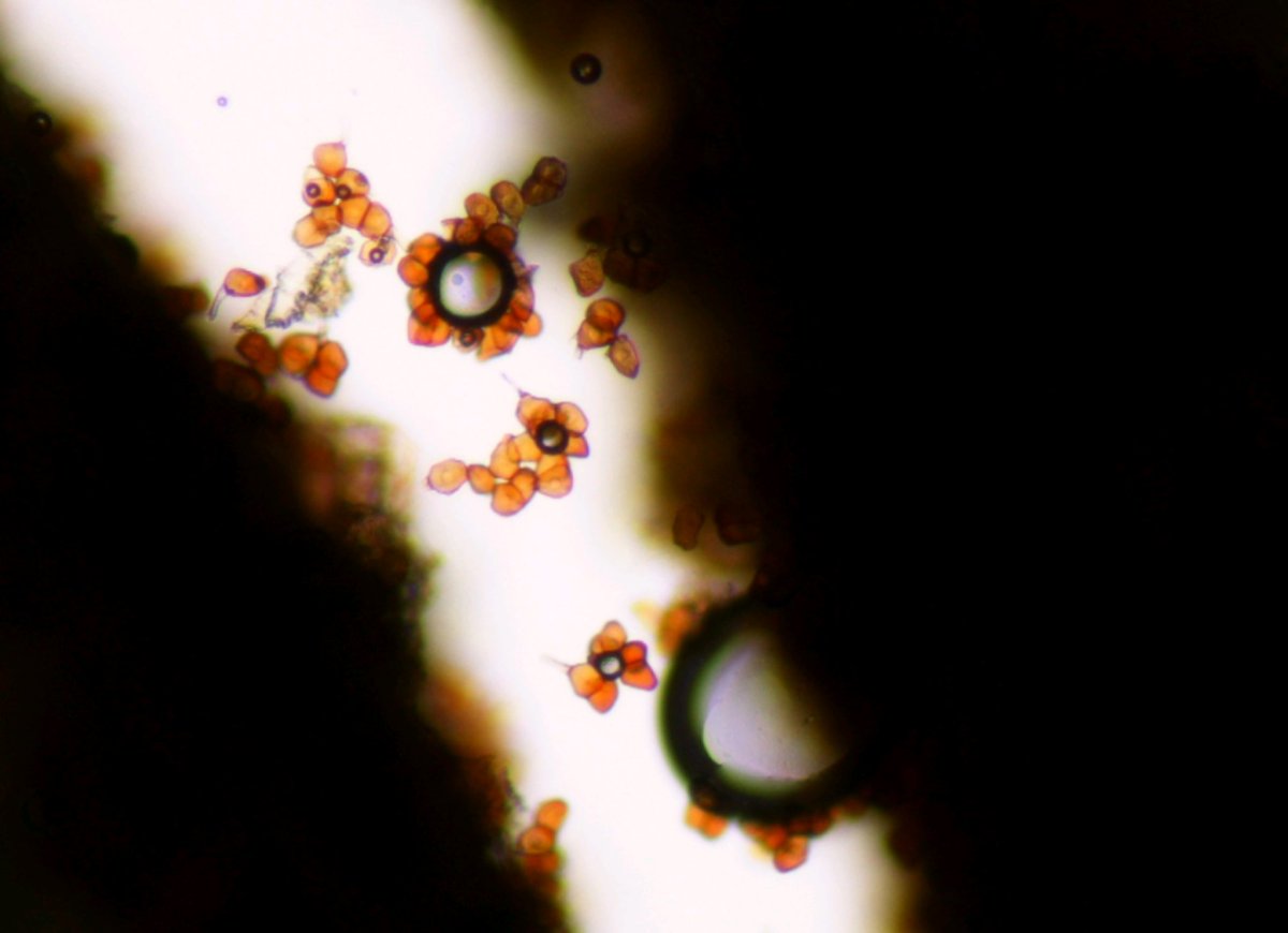 SDSU Extension Plant Pathology tweet media