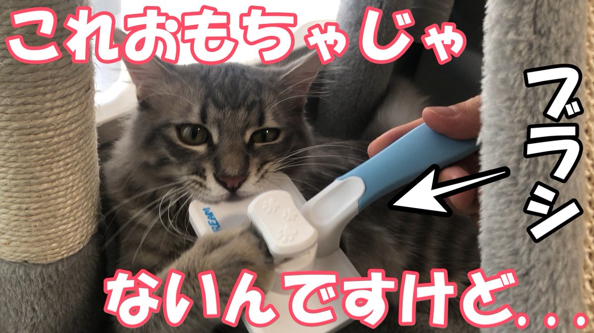 Chloeu30's tweet photo. うちの子猫がブラッシングさせてくれないのですが（笑）😂

 https://t.co/CqAQVljVwB https://t.co/AqvZgVSrWg