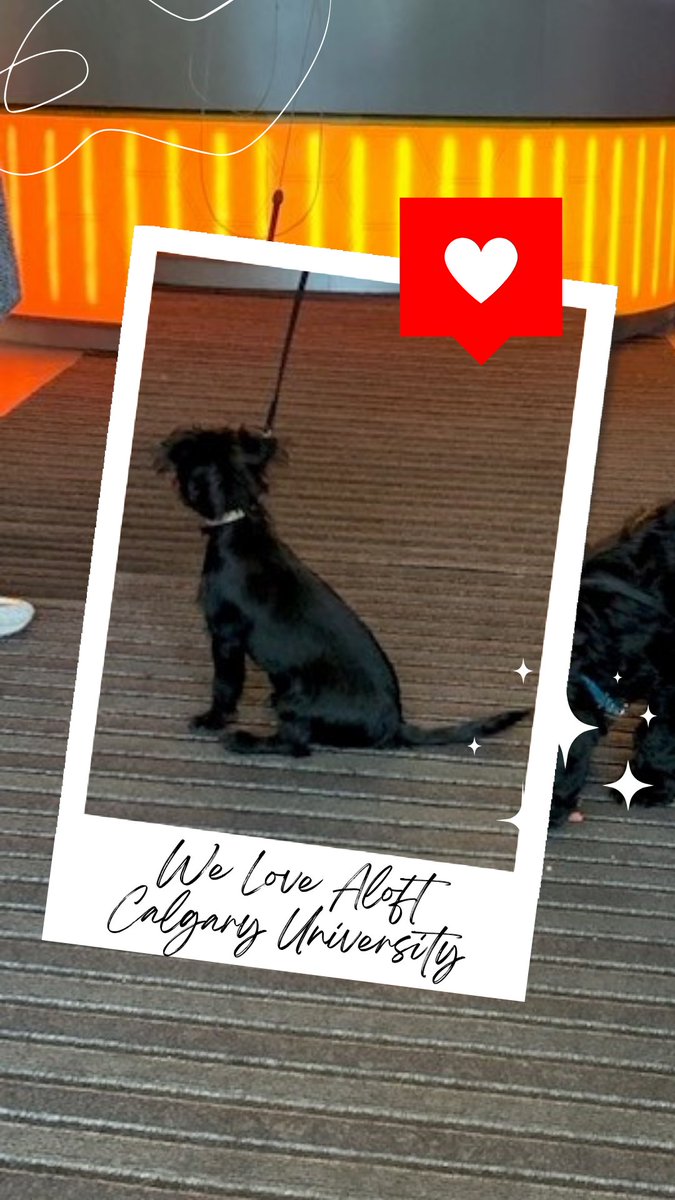 Aloft_Calgary's tweet photo. Welcome to Aloft Calgary University Max &amp; Bella!

Want your pet featured? Tag us while you visit!! 

#AloftCalgaryUniversity #DogSelfie #CutePuppies

🐾 🐶 https://t.co/2QbRqcSBU9
