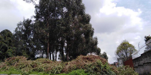 Tala de árboles en #ParqueRumipamba reserva arqueológica de Quito, uno de los pocos pulmones que tiene la ciudad. Urge la explicación de las autoridades, urge se pare este tipo de acciones.
