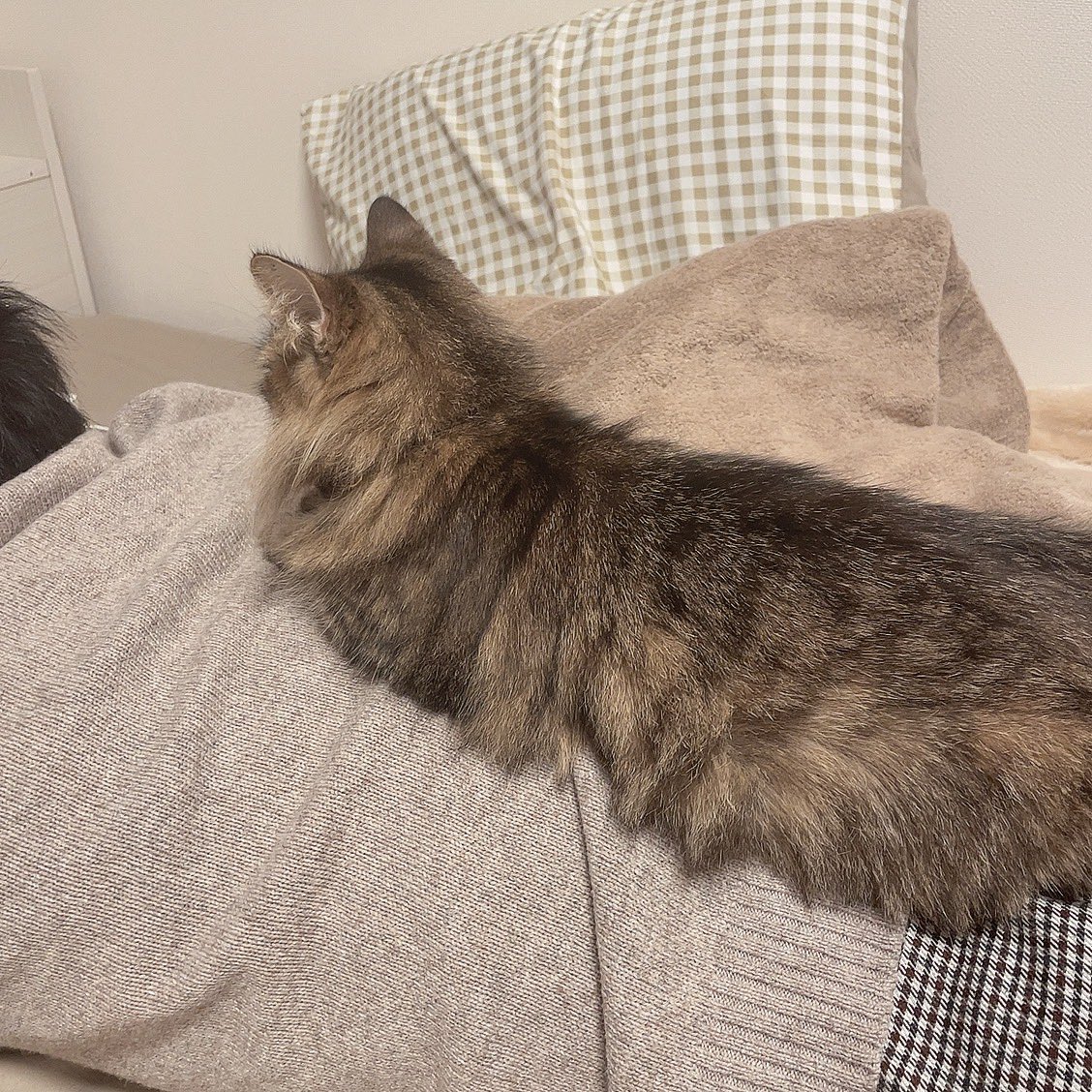 nnmeow_'s tweet photo. 気づいたら2ヶ月もTwitter更新してなかった💦
イヴちゃんは昨日結膜炎になってしまったけど、それ以外は元気です！！(これはそれより前の写真)
あと、昨日新しい病院に行ったら、イヴちゃん実は3歳前後だったという事が判明した…！！笑 https://t.co/VSUS4JmVb8