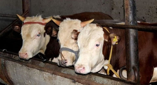 коровы в декабре. коровник деревенский. козлятник помещение для коз. можно ли держать скотину. держать корову выгодно.