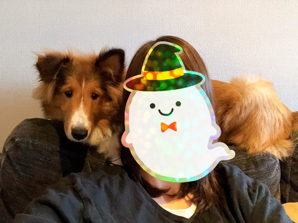 tsukune_oneone's tweet photo. 人がソファに座ってると背もたれに上ってくるつくね🐶<枕にどうぞ
#シェルティ #子犬 https://t.co/eCmrcBIEBl