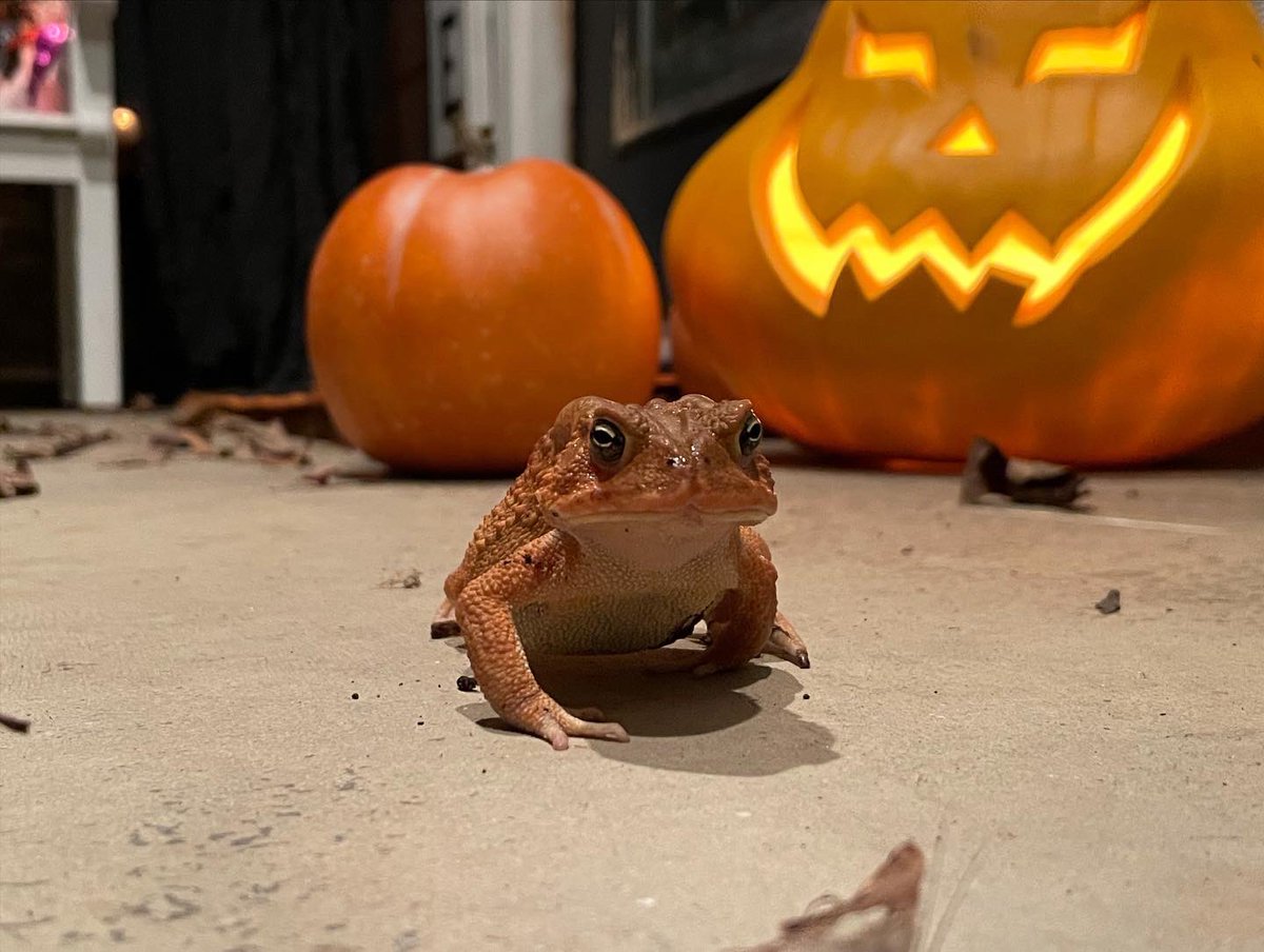 My 2 year old named this little guy “Sam”. I’m sure it’s not for Samhain, but it is Halloween season 😜 #Halloween #toadsandfrogsarecute #whyyounowearhat
