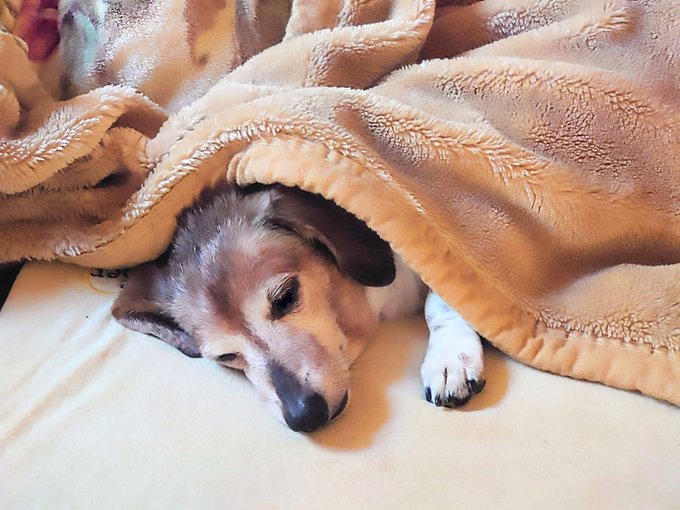 画像まとめ 犬と猫どっちも飼ってると毎日たのしい 14ページ目 アニメレーダー