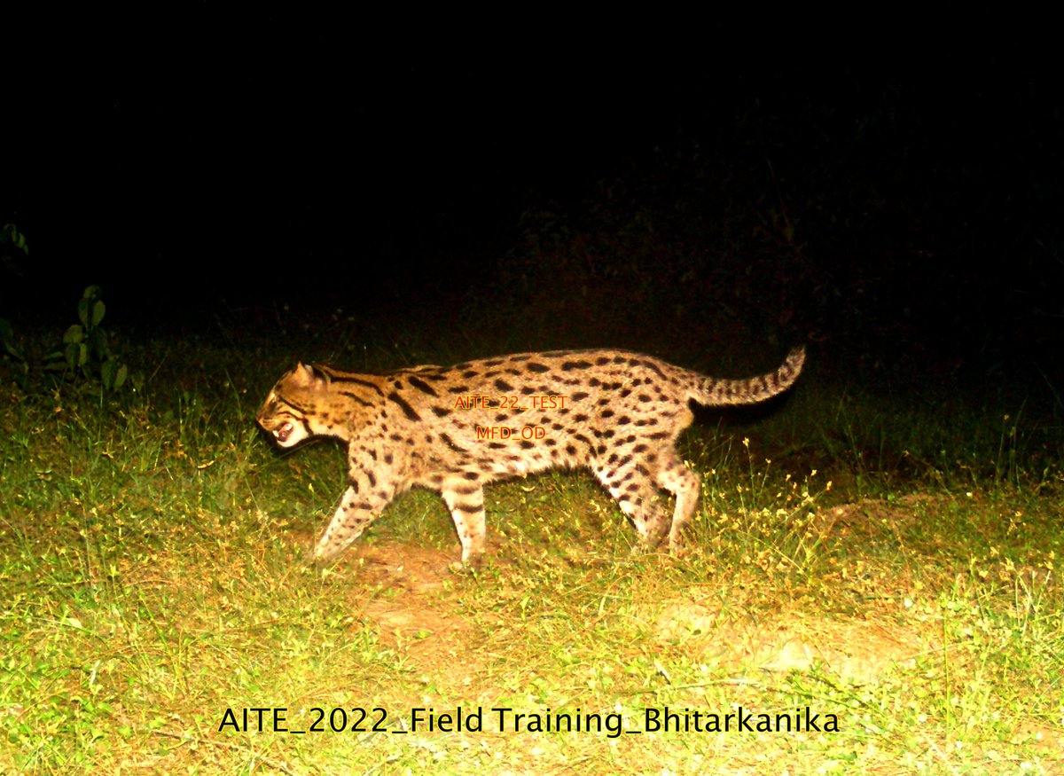 jd_pati's tweet photo. #FishingCat captures from Bhitarkanika...
Non-baited Intensive #Mangrove #CAmera_Trap (NIMCAT) Capacity Building training conducted in #Bhitarkanika for frontline staff for upcoming AITE-2022 ..
#smallcats #conservation #monitoring #wetlands #ramsar #wildlife #mstripes https://t.co/JtbyhXp2j8