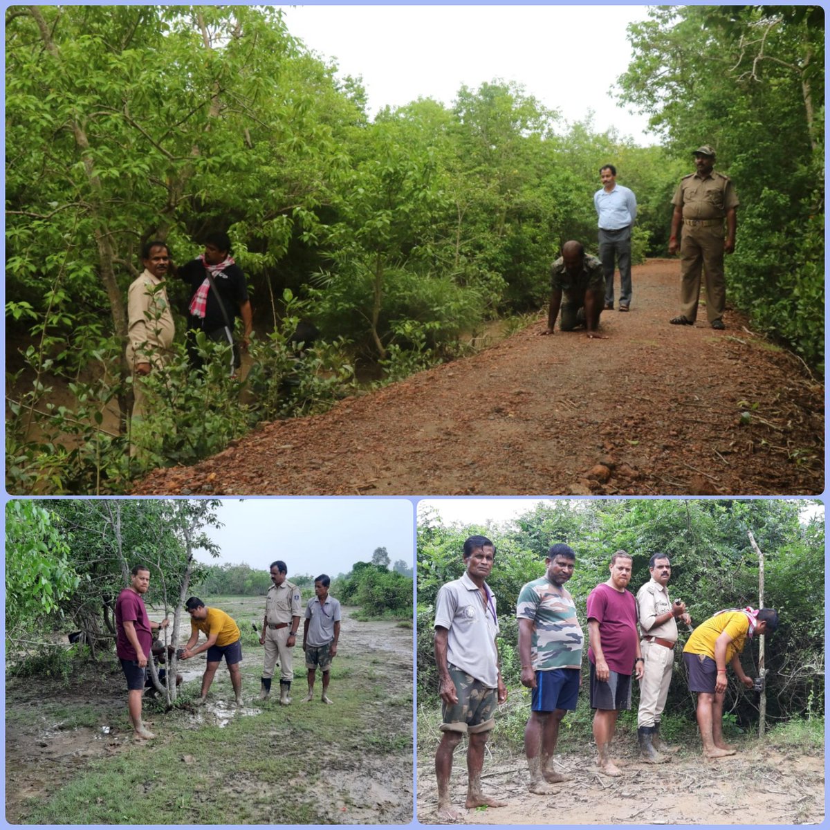 jd_pati's tweet photo. #FishingCat captures from Bhitarkanika...
Non-baited Intensive #Mangrove #CAmera_Trap (NIMCAT) Capacity Building training conducted in #Bhitarkanika for frontline staff for upcoming AITE-2022 ..
#smallcats #conservation #monitoring #wetlands #ramsar #wildlife #mstripes https://t.co/JtbyhXp2j8