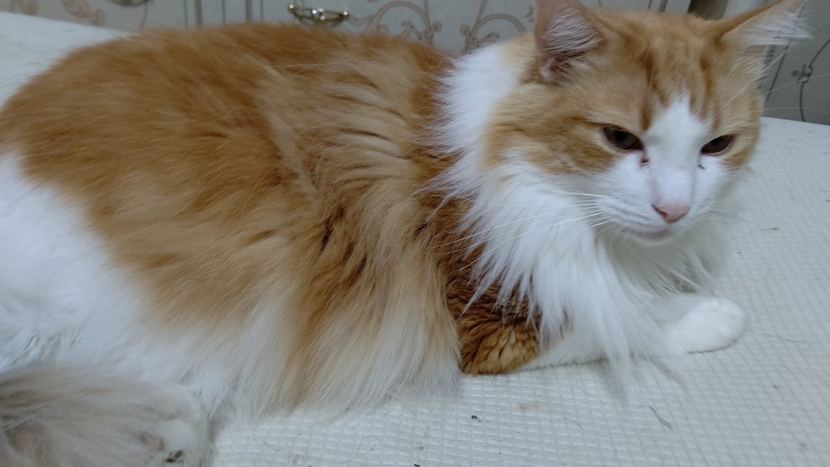 #ノルウェージャンフォレストキャット
#猫の居る暮らし 
#ネコチャン来て欲しい
#ネコチャンカワイイ 