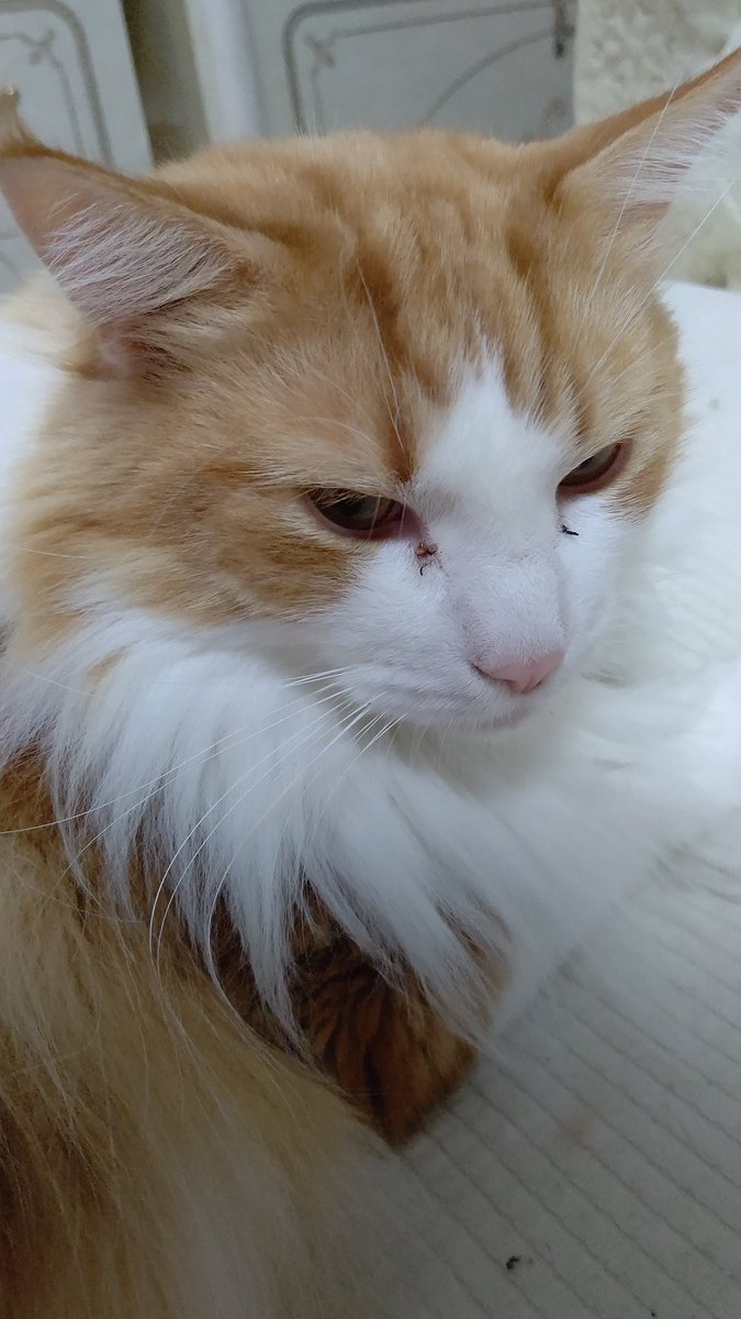 #ノルウェージャンフォレストキャット
#猫の居る暮らし 
#ネコチャン来て欲しい
#ネコチャンカワイイ 