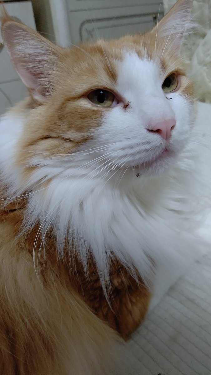 #ノルウェージャンフォレストキャット
#猫の居る暮らし 
#ネコチャン来て欲しい
#ネコチャンカワイイ 