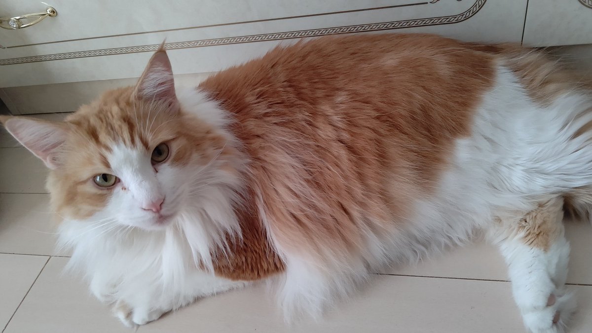 #ノルウェージャンフォレストキャット
#猫の居る暮らし 
#ネコチャン来て欲しい
#ネコチャンカワイイ 