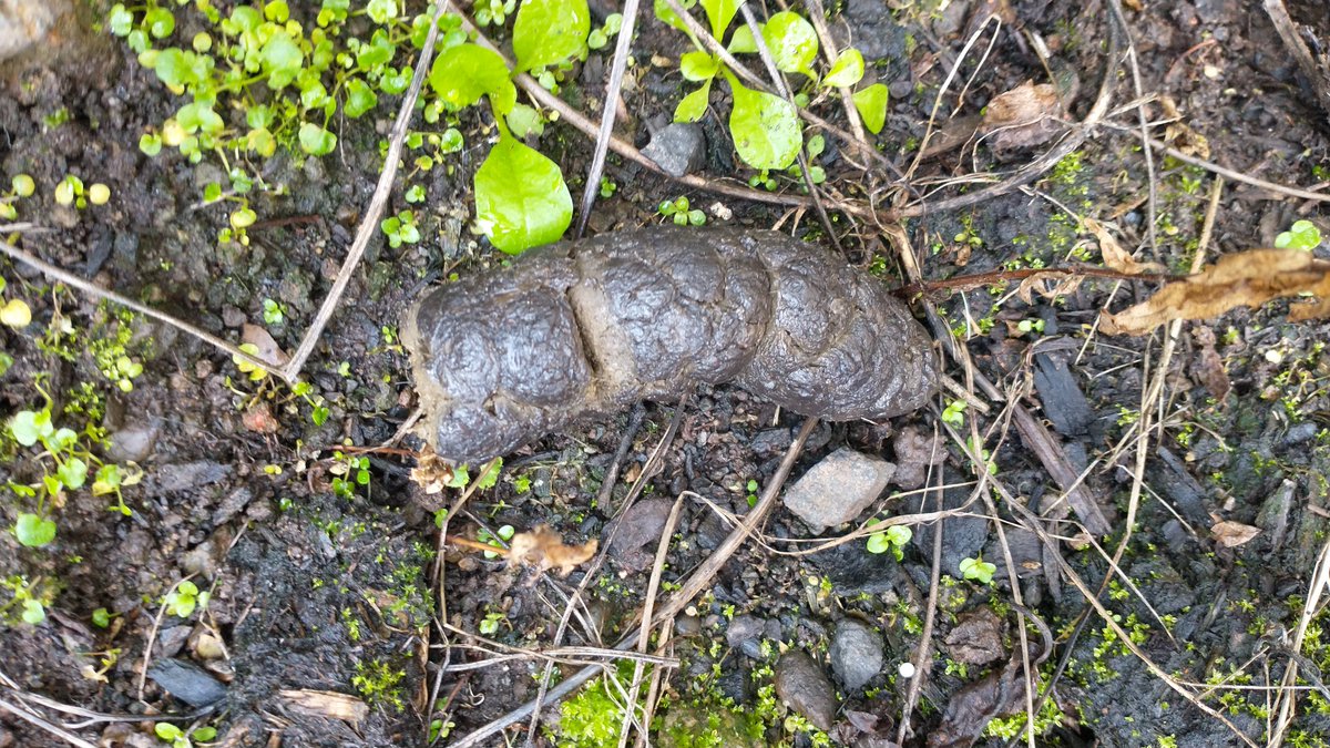 VioletPoops's tweet photo. Two solid drops for the morning.

#violet #poop #colonhealth #fiber https://t.co/s8SyxszgOX