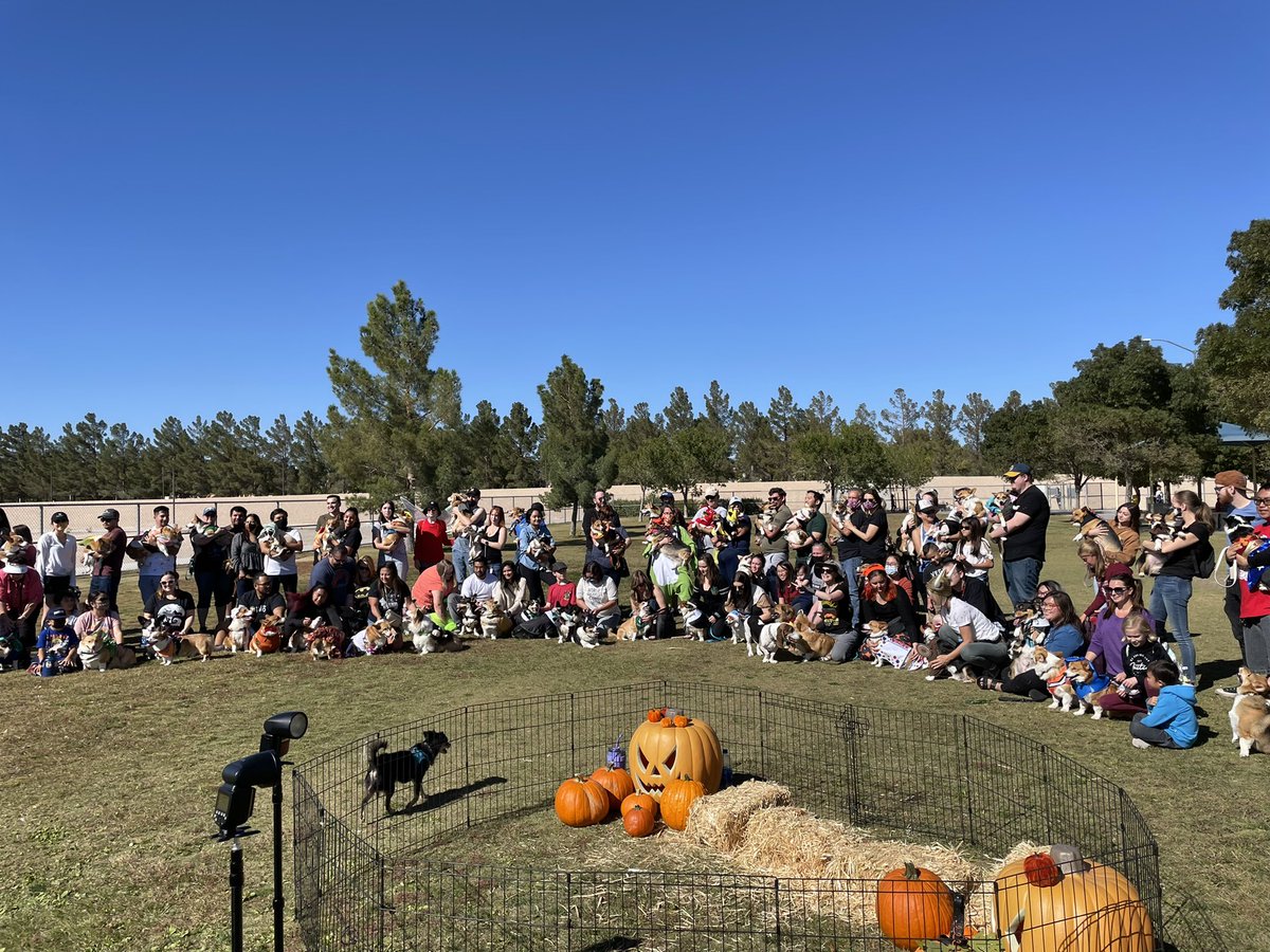 rinthecorgi's tweet photo. Try getting 30+ corgis to look at the camera 😅...

#puppy #pembroke #corgicrew #teamcorgi #corgi  #vegas #lasvegas #aloha #cute #corgimeetup #meetup #halloween #sincity https://t.co/qJf1Mu12gd