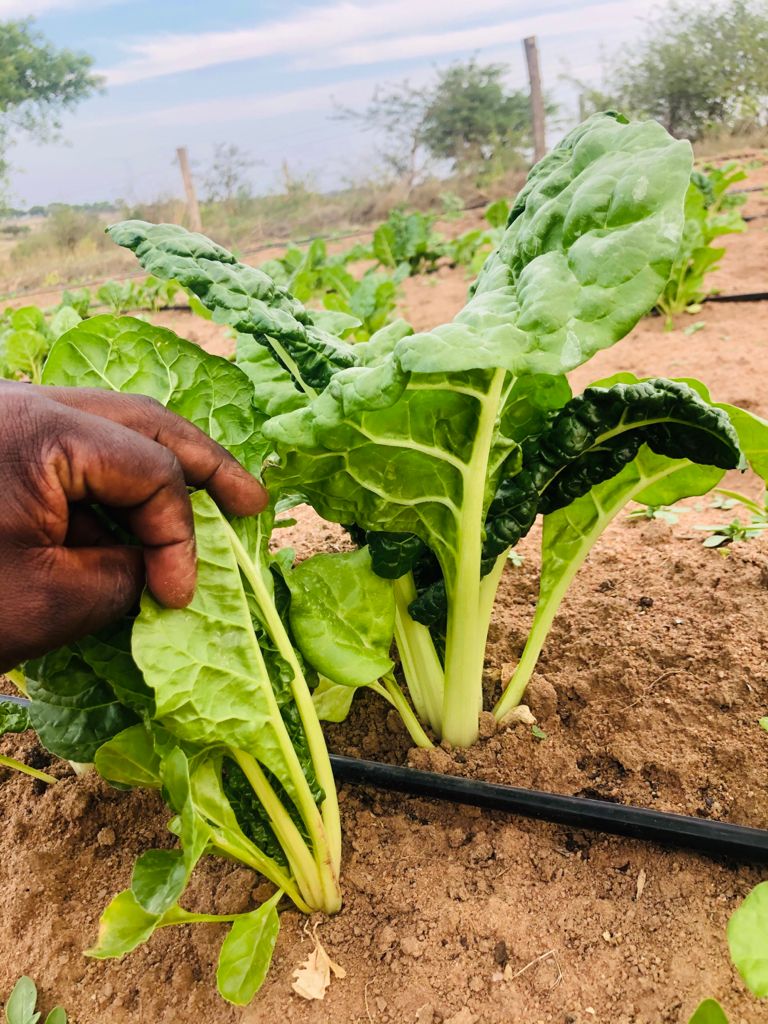 BenicaTheFarmer's tweet photo. Chicken manure👌
Rich in Nitrogen and a good amount of Potassium and Phosphorus.
Swiss Chard another easy Crop to grow.
Cypermethrin Pesticides
Mancozeb for Fungicides

Let's farm 🌱 https://t.co/zvvytEP5So