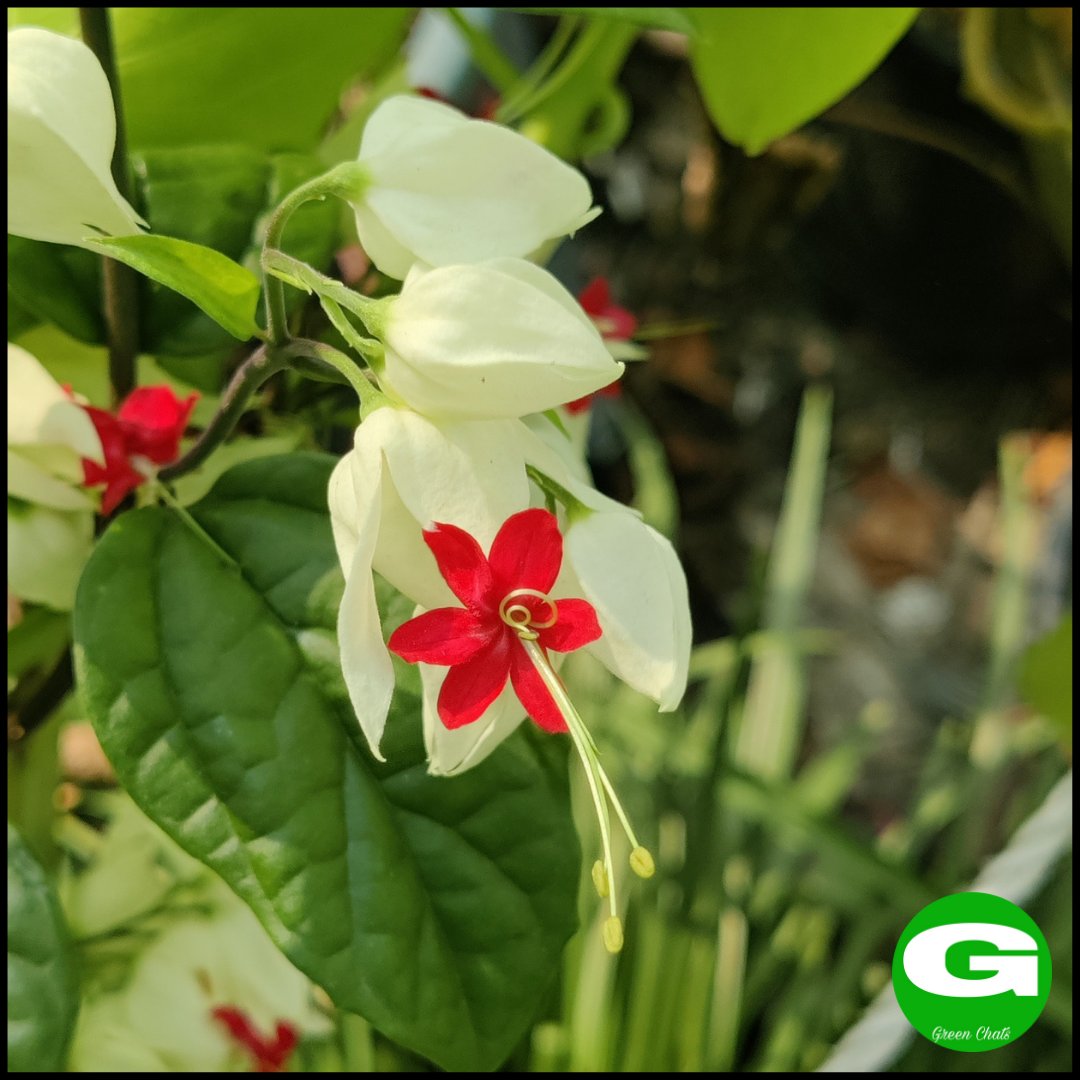 greenchats's tweet photo. Bleeding Heart
#bleedingheart #bleedingheartflower #bleedingheartvine #bleedingheartsflower #iloveplants #plantoholic #plantparenthood #greenchats #plants #flowers #whiteflowers #whiteandredflowers #petals #amazingblooms #beautifulflowers #flowerpower #flowermagic https://t.co/WdPTBP8K71