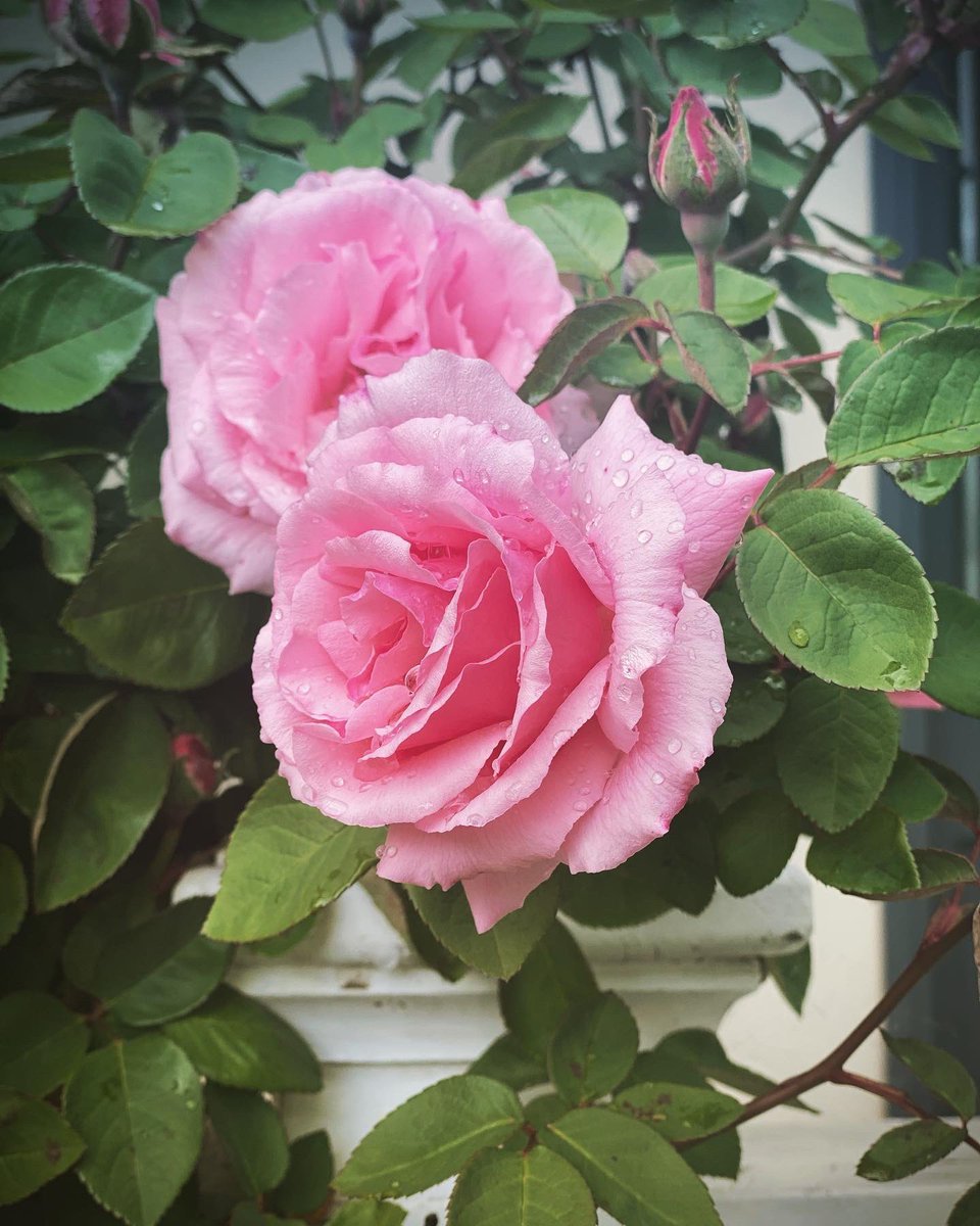 Allison_Allicat's tweet photo. In the garden #SouthernHighlands #nsw #home 🌸 https://t.co/vCCQqlQraG