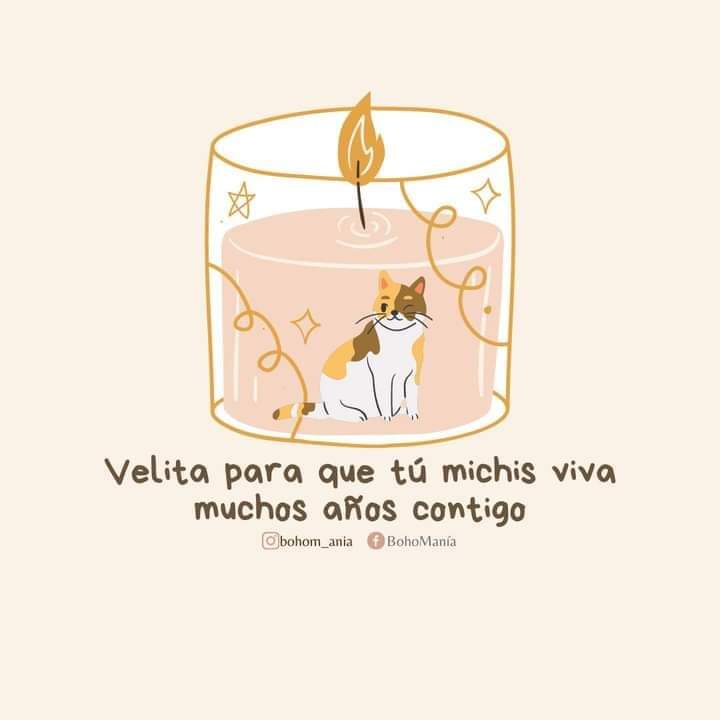 Cosas de Gatos (@cosasdegatosweb) on Twitter photo 