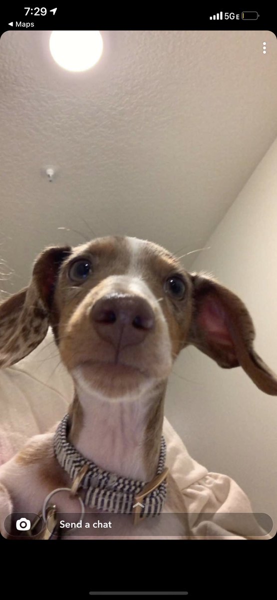 Bean The Weiner (@beantheweiner) on Twitter photo 