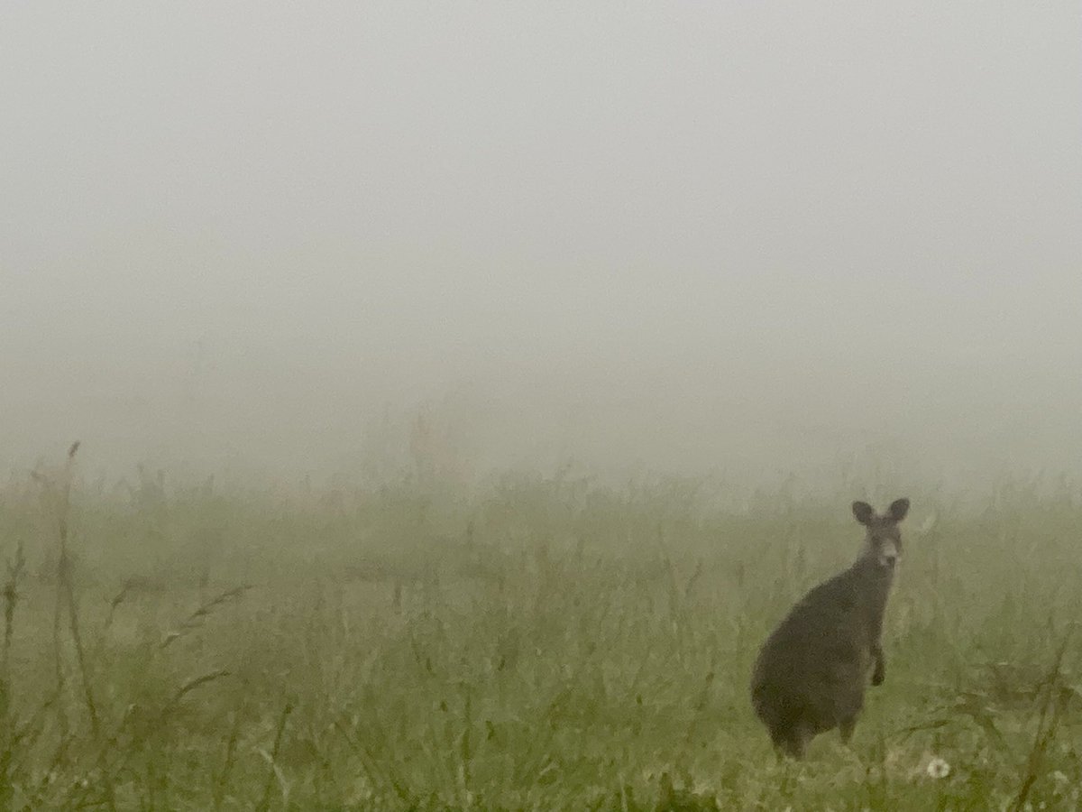 Allison_Allicat's tweet photo. My pals on Bong Bong Common 🦘💚🌿 #home #SouthernHighlands https://t.co/xkDET9MA24