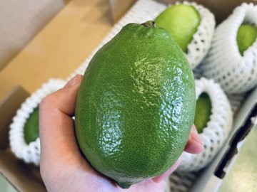 ローズマリーってどこで売ってる どこで買える ローズマリーの売ってる場所や買える場所はここ どこでカエル