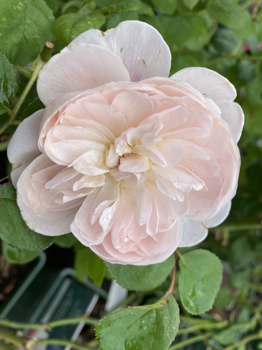 kapukamum's tweet photo. @christinedemar 🥰
It’s the beginning
of a planned rose patch - such choice…
perhaps pale pastels?
#RaindropsOnRoses #Familiarisation #FlowersOnFriday https://t.co/wXvl0iTDvo