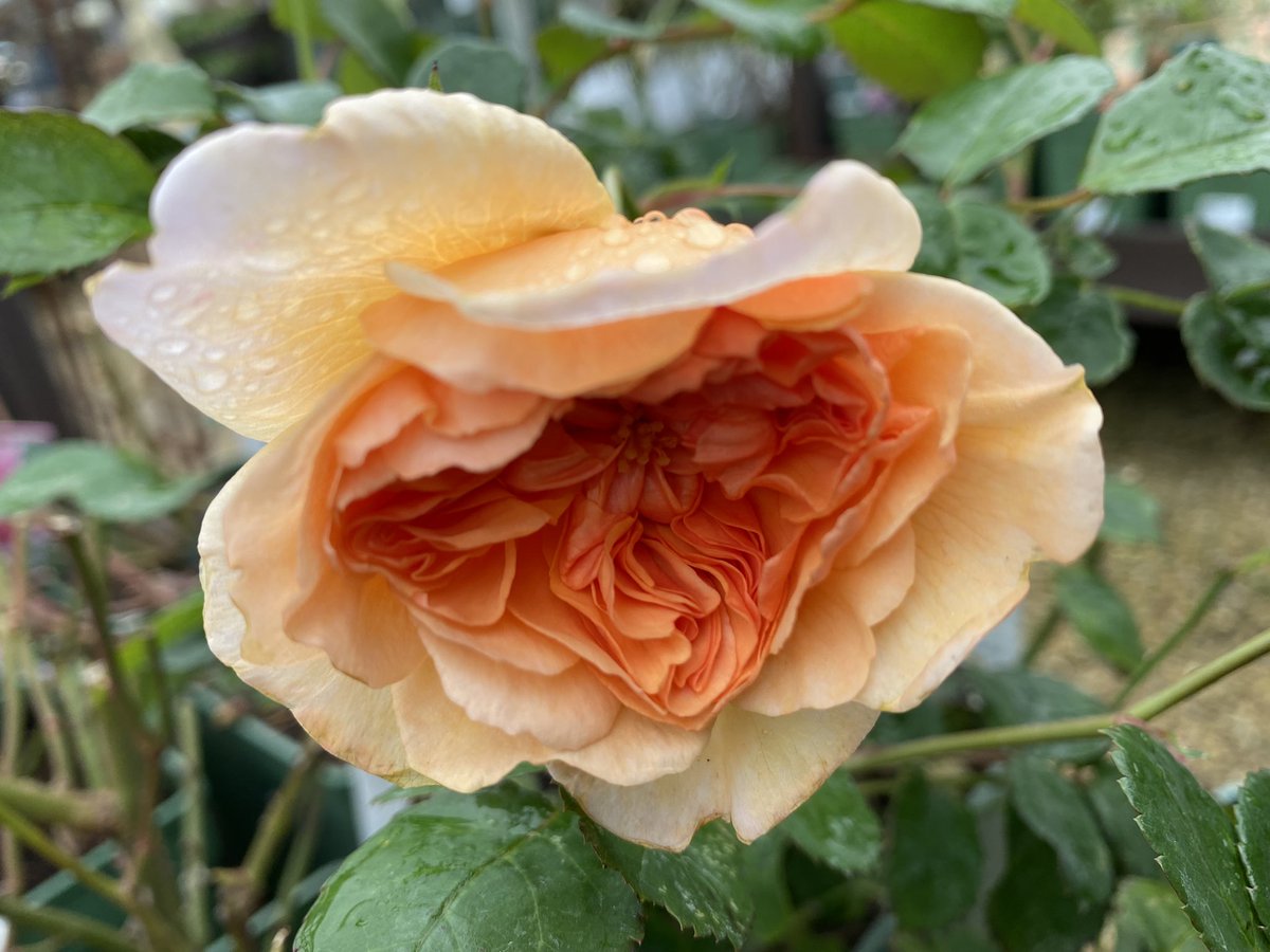 kapukamum's tweet photo. @christinedemar 🥰
It’s the beginning
of a planned rose patch - such choice…
perhaps pale pastels?
#RaindropsOnRoses #Familiarisation #FlowersOnFriday https://t.co/wXvl0iTDvo