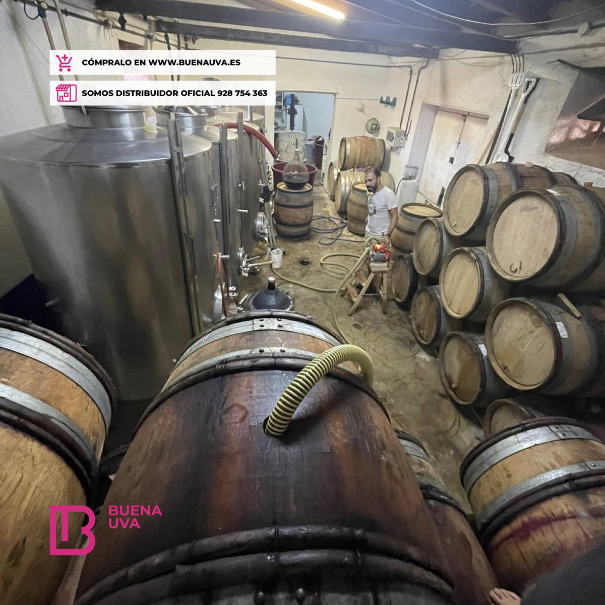 Buenauva's tweet photo. LAS TOSCAS es uno de esos pequeños grandes proyectos vinícolas que bambolean el panorama vinícola.
•
Aquí tenemos algunas imágenes de su vendimia 2021, pero lo que realmente importa es que en breve tendremos la añada 2020 en la calle.
•
#LasToscas #BuenaUva https://t.co/Ru6XfwEbup