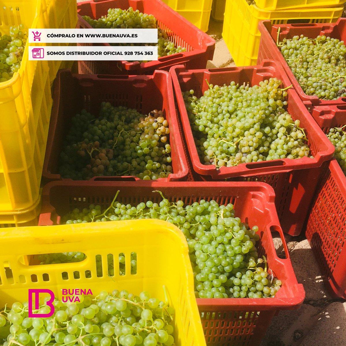 LAS TOSCAS es uno de esos pequeños grandes proyectos vinícolas que bambolean el panorama vinícola.
•
Aquí tenemos algunas imágenes de su vendimia 2021, pero lo que realmente importa es que en breve tendremos la añada 2020 en la calle.
•
#LasToscas #BuenaUva