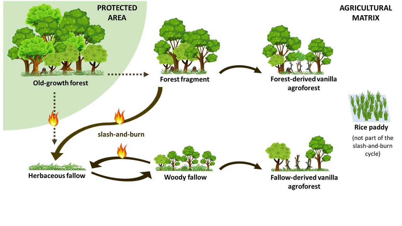 Slash And Burn Cycle