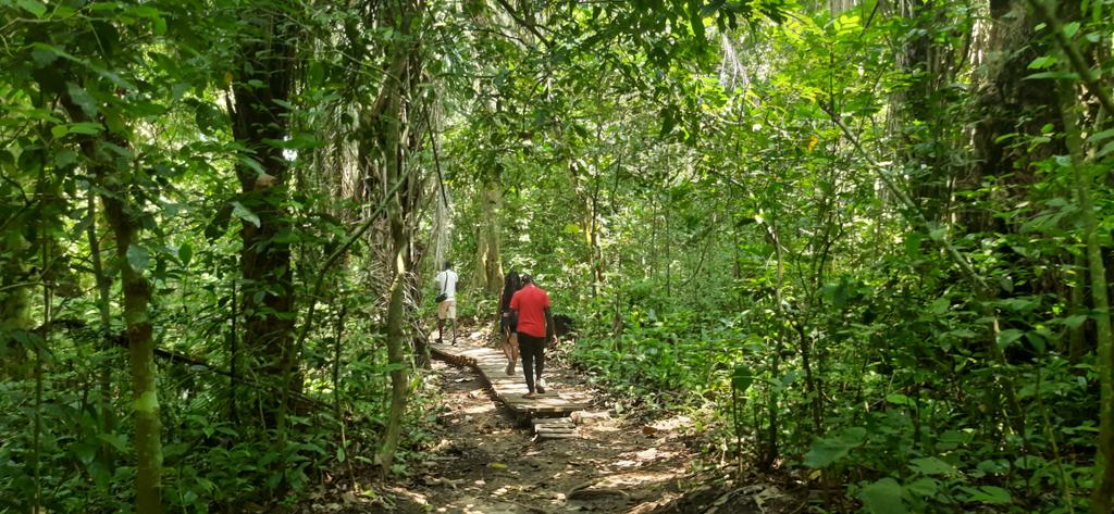 worthwhileAfri1's tweet photo. Are you a walking enthusiast, desiring to take a walk in a quiet and serene environment “The  Guided Nature walk” it's a tourist activity of its kind offering you fresh breath, ambiance, and tranquility as you enjoy the walk. 
#naturevisit #Tulambuleuganda #naturebeauty https://t.co/D1j2bm3lkO