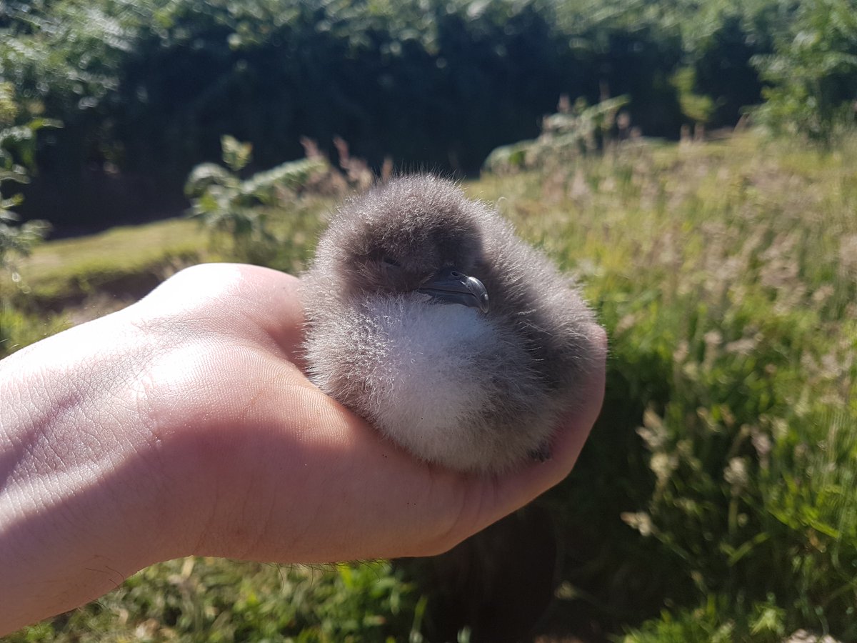 Tash Gillies (@tash_gillies) on Twitter photo New paper in <a href="/AvianBiology/">J. of Avian Biology</a> today! We explore some potential mechanisms for coordinated chick provisioning in the Manx #shearwater doi.org/10.1111/jav.02… <a href="/joewynn_birds/">Joe Wynn</a> <a href="/martyna_syposz/">Martyna Syposz</a> <a href="/CecileVansteen/">Cécile Vansteenberghe</a> <a href="/oxnav_group/">Tim Guilford</a> #seabirds #ornithology 1/n New paper in <a href="/AvianBiology/">J. of Avian Biology</a> today! We explore some potential mechanisms for coordinated chick provisioning in the Manx #shearwater doi.org/10.1111/jav.02… <a href="/joewynn_birds/">Joe Wynn</a> <a href="/martyna_syposz/">Martyna Syposz</a> <a href="/CecileVansteen/">Cécile Vansteenberghe</a> <a href="/oxnav_group/">Tim Guilford</a> #seabirds #ornithology 1/n