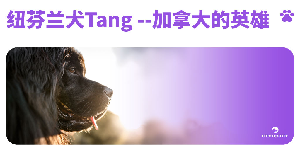 CoinDogs1's tweet image. 1919年冬天，一场可怕的风暴导致一艘船在加拿大海岸附近失事。由于天气状况以及船离海岸距离过远，导致营救近一百名乘客的任务太远太过危险 😱
一只名叫唐的纽芬兰犬去取出牵引绳。这只勇敢的纽芬兰犬咬住绳子跳入冰冷的水中，艰难地爬上了岸，为救援带来了希望 🐶💪🏽
#Coindogs #game 
#硬币狗 #游戏