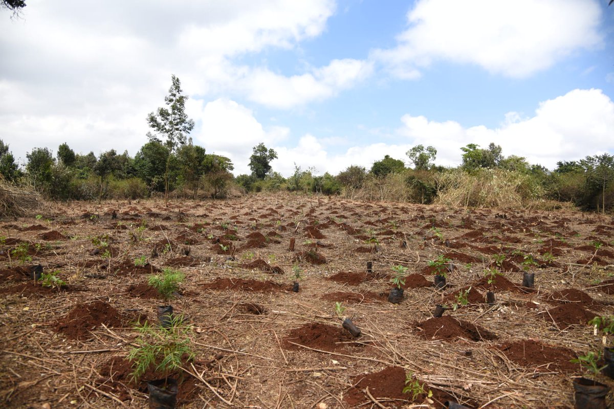 KRACare's tweet photo. #ProjectGoGreen is still ongoing. Over 200 staff from the Nairobi region are on-site at Ngong Road forest. Over 250 mixed breeds of trees are being planted.
#Taxpayersmonth2021 #Treeplanting #SDGs #ClimateAction https://t.co/p6hAWFgQ9x