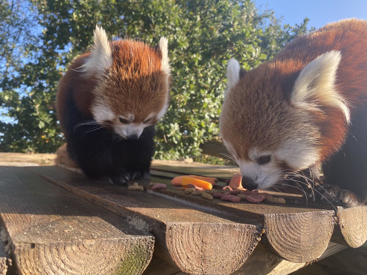 lethal_bankai's tweet photo. Met some@of ralfs cousins yesterday! #panda #redpanda #cute https://t.co/IoaO7Q36hi