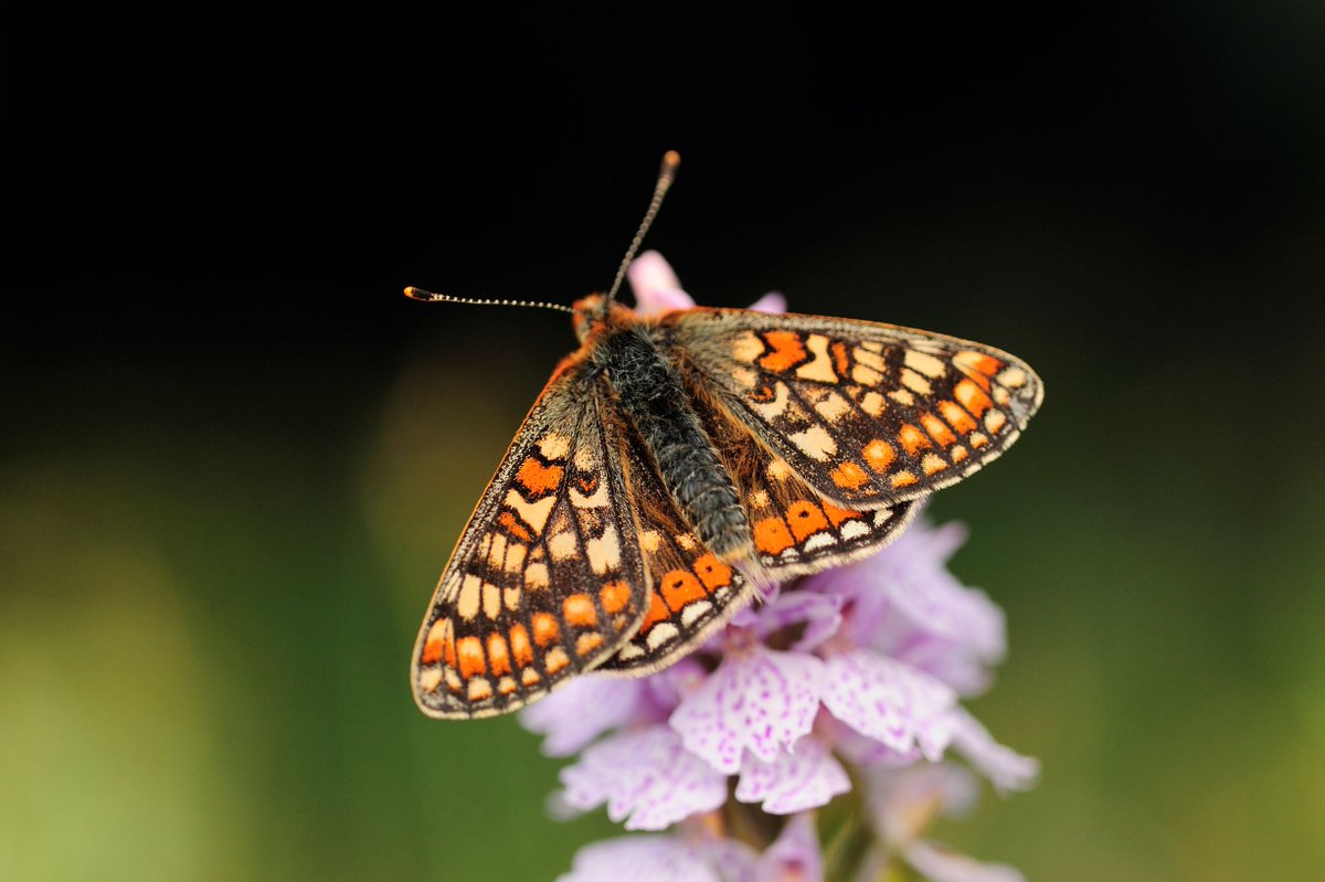 NINE days to #COP26Glasgow. 🌍💚

We can’t address climate change without tackling nature loss.

We’ve already lost 25% of our wildlife in Scotland, but it’s not too late, let’s all do something positive because #ClimateNeedsNature. 

Learn more: ow.ly/UMkL50GuPQQ
