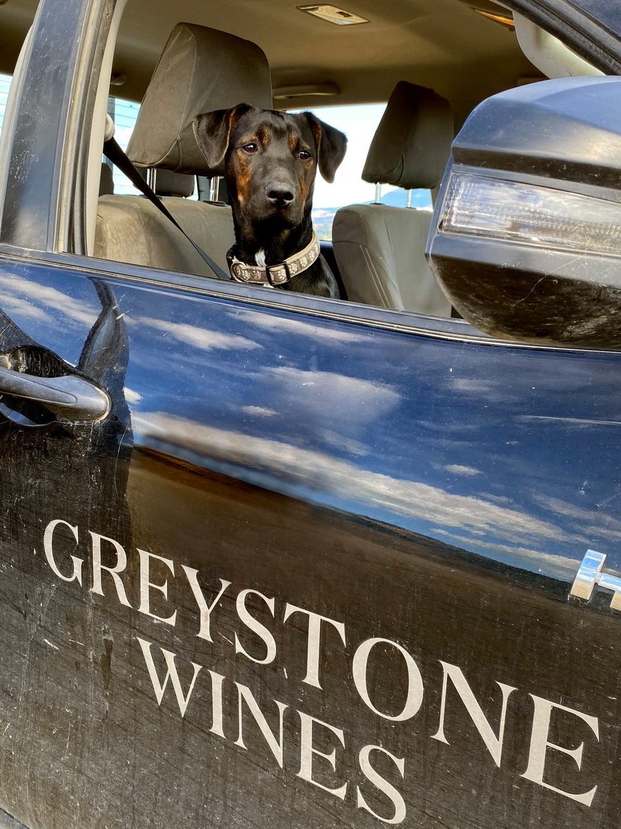 Welcome to our House 🏡🍷

Introducing Greystone Wines to the New Zealand House of Wine Family

bit.ly/30Q3NJs

Meet Blue 🐶 Greystones Winery resident Dog. Blue loves to bark orders from his truck to ensure everything is running smoothly

#winelovers #newworldwine #dogs