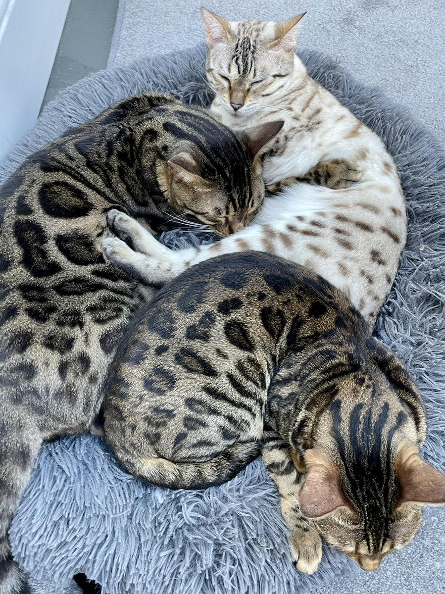 Today’s circle order 😹❣️ #fridaymorning #almostweekend #3bengals #TeamBengal