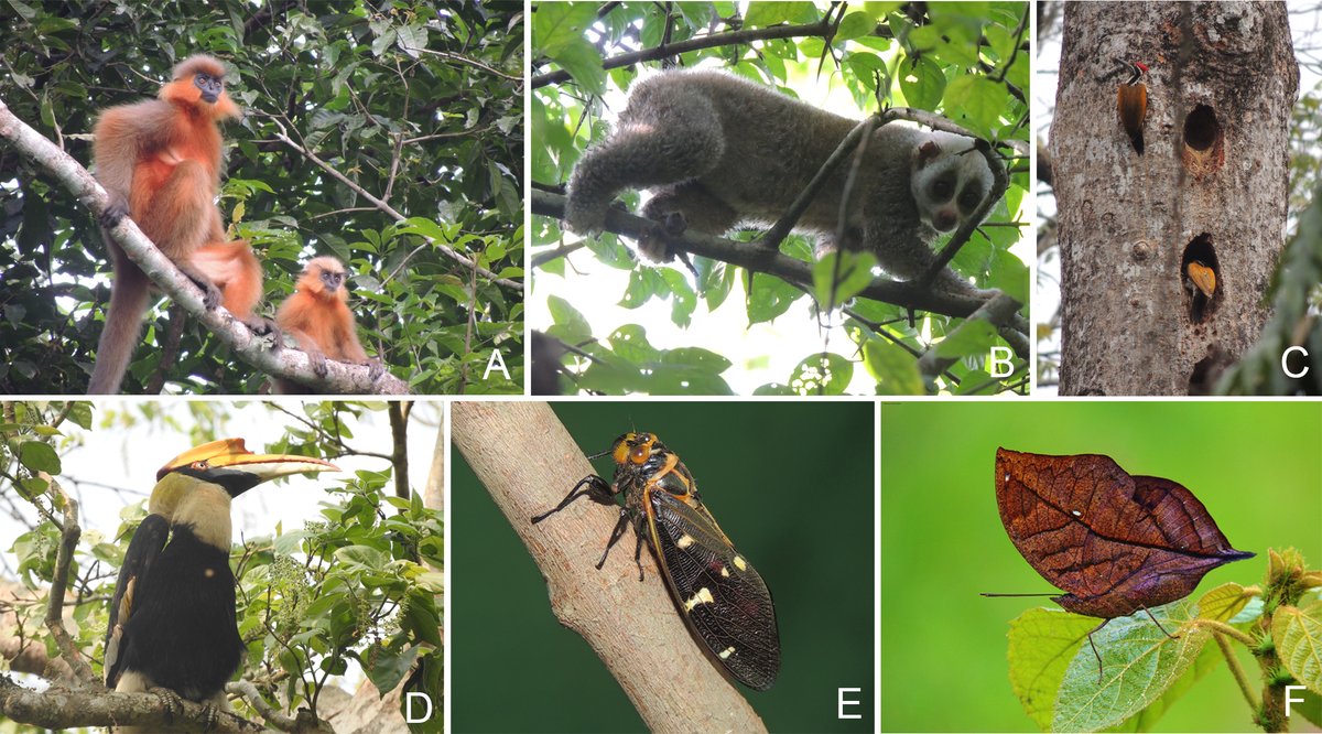 Behali Reserve Forest tweet media