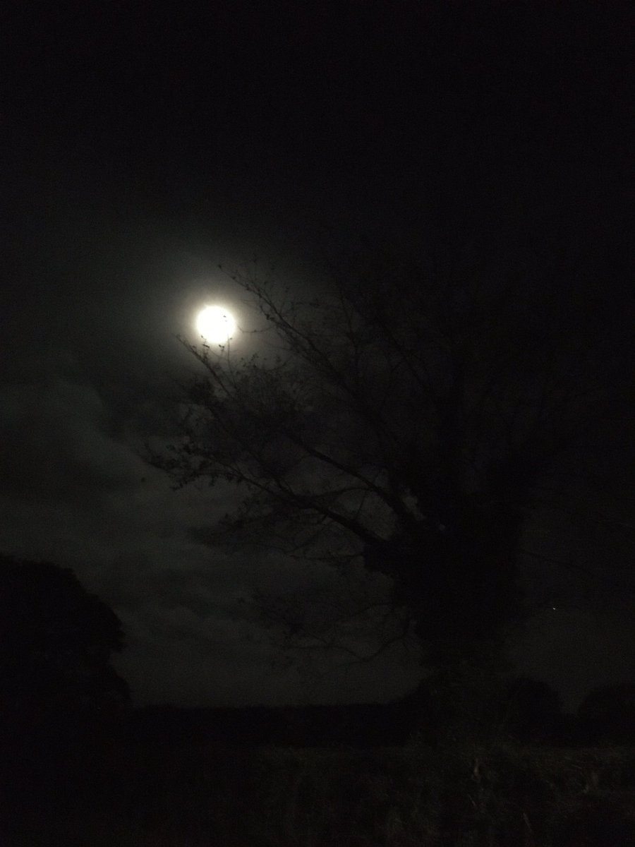 FloralRainbowAW's tweet photo. Bright moon & clear starry sky on our #morningwalk biting wind again #litterpick another first find, a record/LP ๐คจ #bagfull #KeepBritainTidy ๐๐ฅพ https://t.co/eZrqwDwGyT