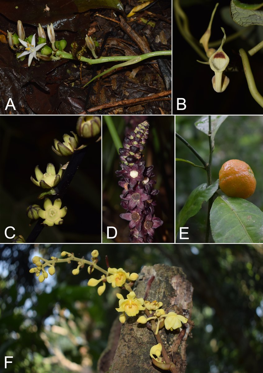 Behali Reserve Forest tweet media