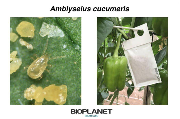 bioplanetES's tweet photo. Para garantizar el control de #thrips en #pimiento durante el invierno, te recomendamos hacer suelta de Amblyseius #cucumeris en otoño.
#bioplanet #almeria #frankliniella #plagas #contolbiologico https://t.co/31D4zA3ilP